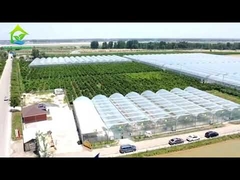 Período agrícola da única camada da estufa agrícola do filme do túnel multi