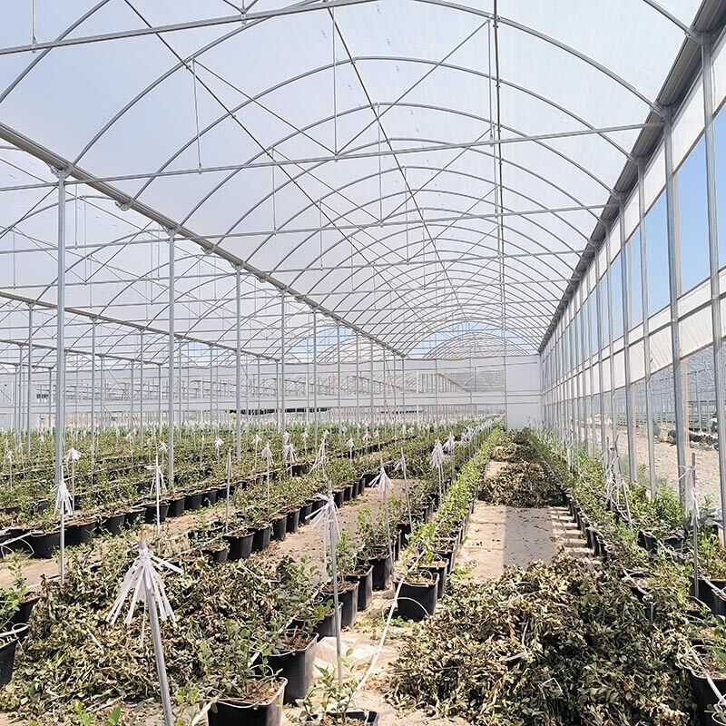 Estrutura de aço Agricultura Túnel poli negro sombreado Estufas multi-span com sistema de refrigeração opcional