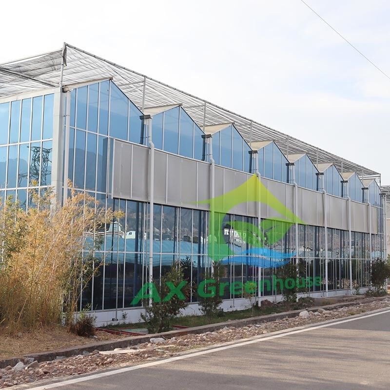 Painéis Temperados de Vidro Agrícola Tipo Venlo, Estrutura de Aço Galvanizado para Cultivo de Pepinos