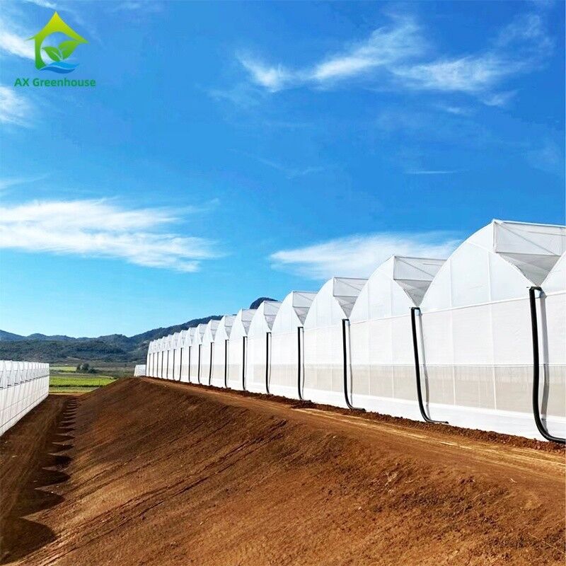 Filtro UV de plástico Poli-Túnel Agrícola Serra-dentes Multi-span Custom Estufas para Venda