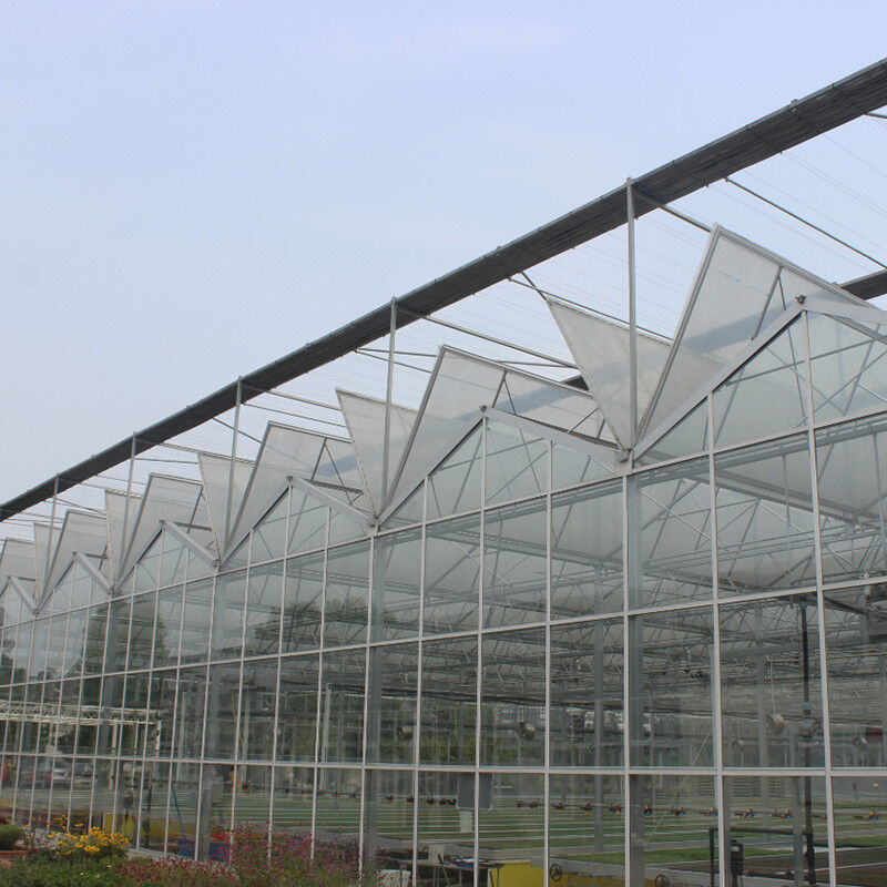 Estufas de tomate de vidro temperado de aço galvanizado multi-span Venlo para ótimas condições de crescimento