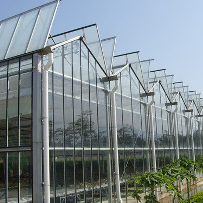 Estufa de vidro para cultivo de flores agrícolas de vários vãos tipo Venlo para semeadura