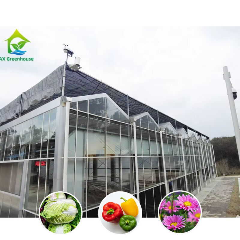 Galvanizado de tipo Venlo, grande túnel, estufa de vidro agrícola para flores