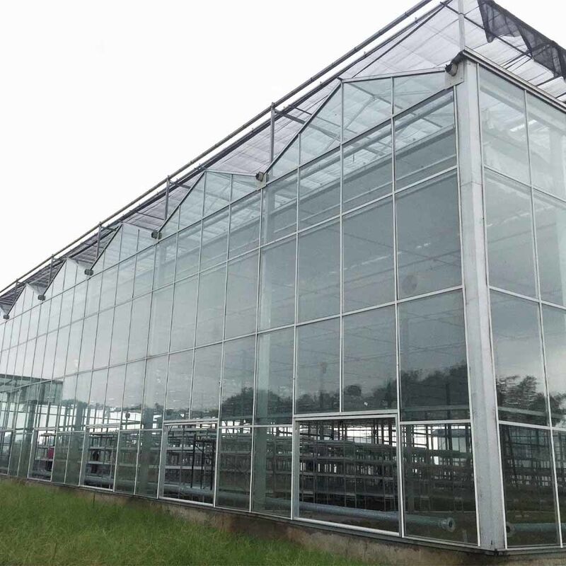 Estufa de vidro para cultivo de flores agrícolas de vários vãos tipo Venlo para semeadura