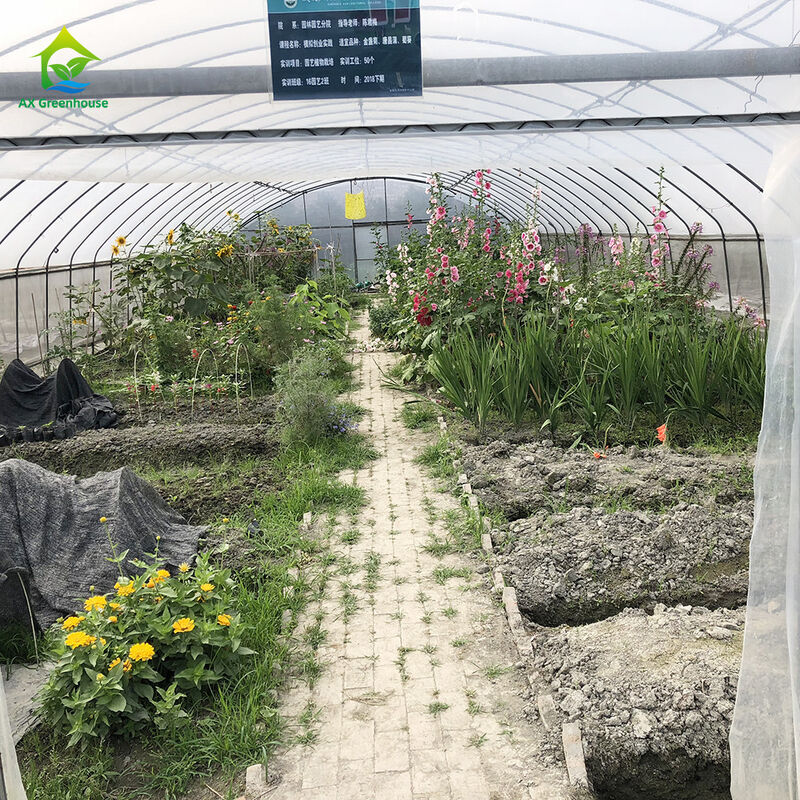 Preço da fábrica Túnel de filme de plástico personalizado Tenda de cultivo de tomate Estufa para agricultura