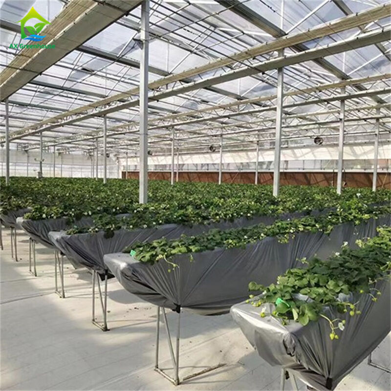Garrafas de vidro temperado transparentes Garrafas de vidro para cultivo de plantas e flores
