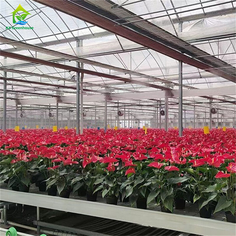 Garrafas de vidro temperado transparentes Garrafas de vidro para cultivo de plantas e flores