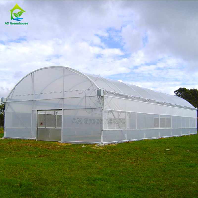Aço galvanizado a quente Anti-UV 200 Microns Poli Film Single Span Estufa Facilmente montada para o cultivo de tomate