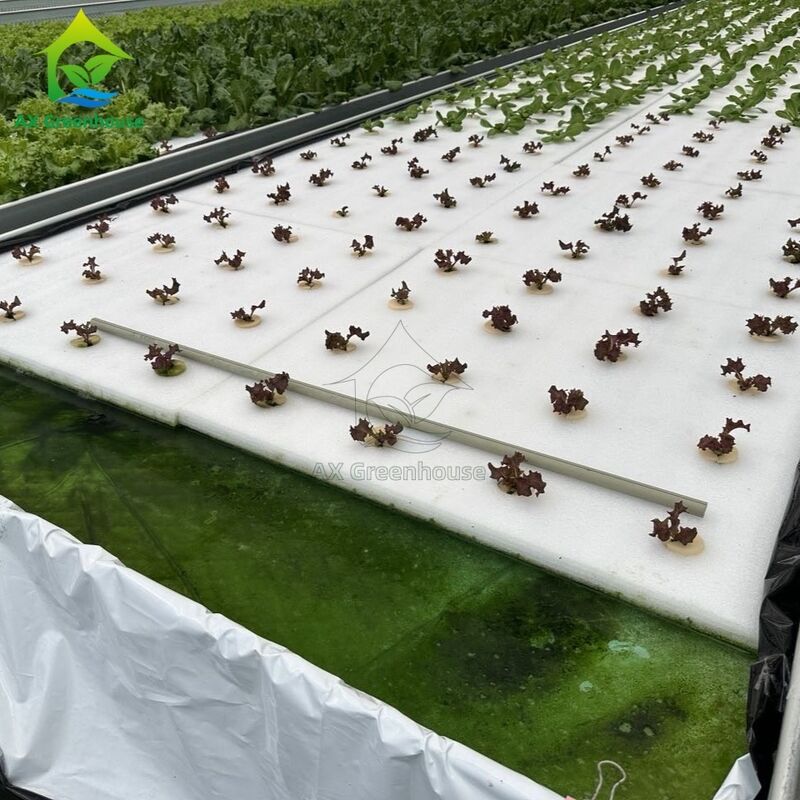 Bancada Rolante Ebb&Flow Prancha Flutuante DWC Cultura em Água Profunda Estufa Cultivo de Vegetais sem Solo