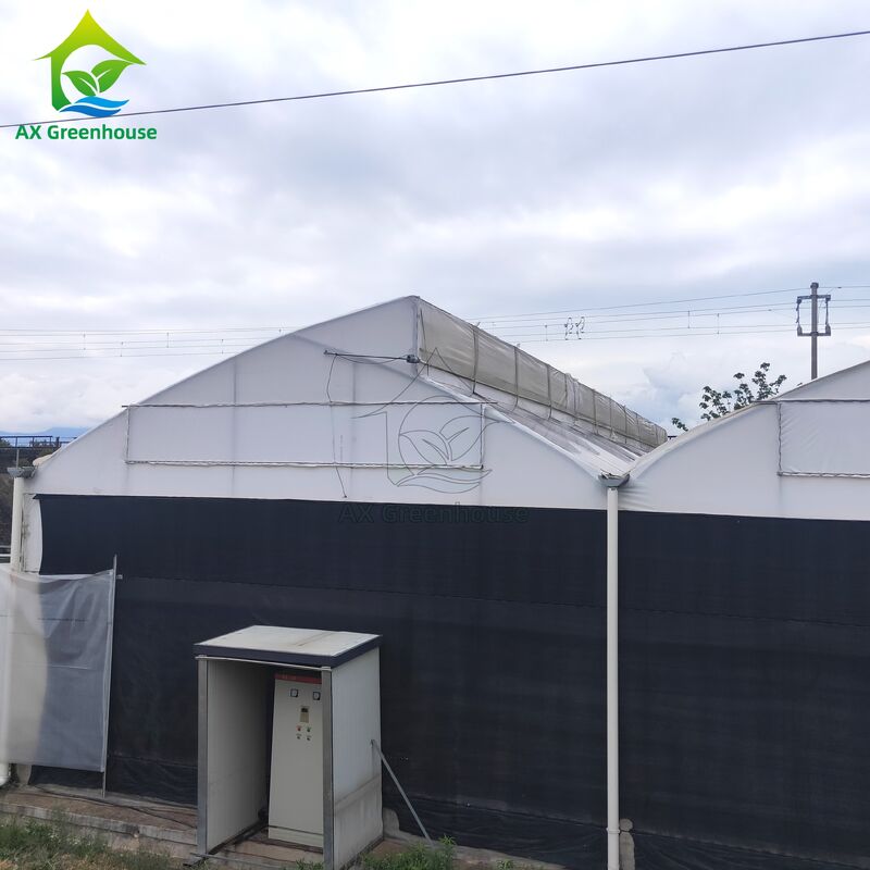 Estufa de Deprivação de Luz Multi-Vão com Estrutura de Aço Galvanizado a Fogo e Sistema de Parede Lateral Blackout em Dimensões Personalizáveis
