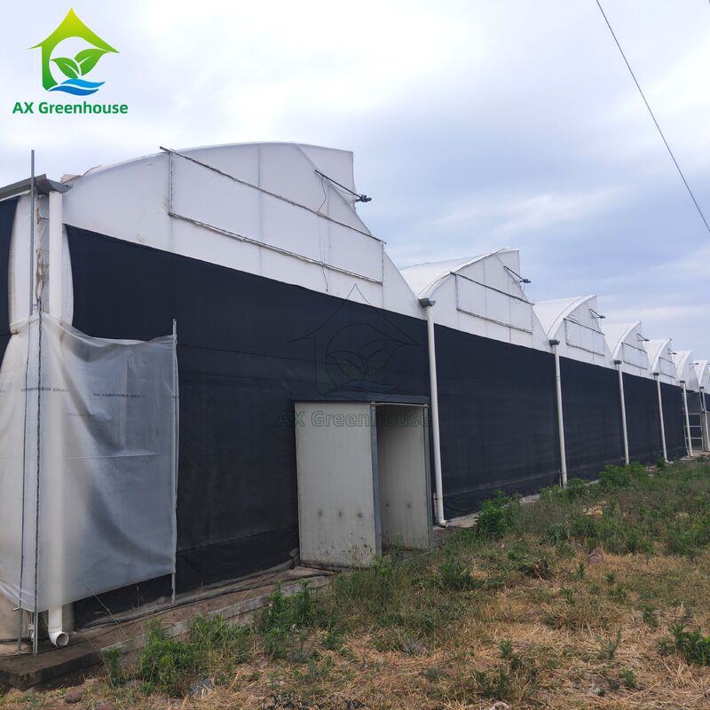 Estufa de Deprivação de Luz Multi-Vão com Estrutura de Aço Galvanizado a Fogo e Sistema de Parede Lateral Blackout em Dimensões Personalizáveis