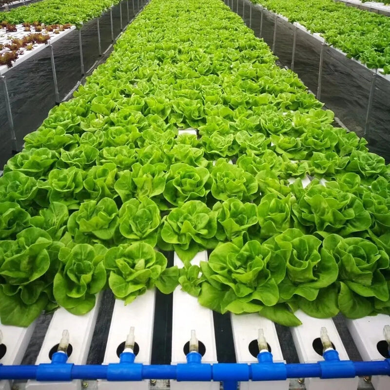 Sistema Hidropônico de Calha NFT em PVC de Grau Alimentício com Inibidores de UV e Dimensões Personalizáveis para Estufas Comerciais