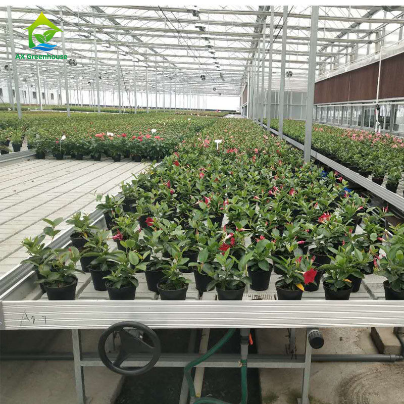 Horticultura Tabela de crescimento de estufa de tamanho personalizado Banco de rolamento de inundação de refluxo hidropônico